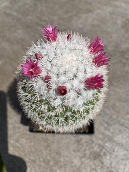 Mammillaria weiss bedornt